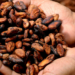 El árbol de cacao es una planta de la familia de las Esterculiáceas. Alcanza una altura de 6 m y tiene hojas de hasta 30 cm.